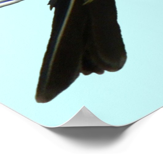 B45 Western Kingbird Poster (Hoek)