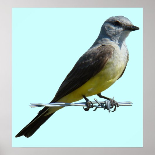 B45 Western Kingbird Poster (Voorkant)