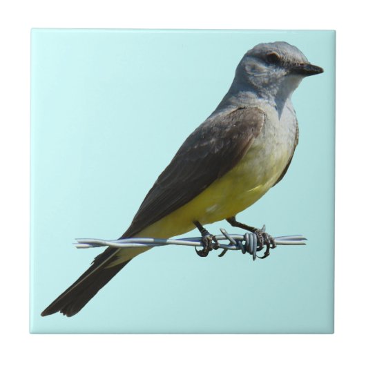 B45 Western Kingbird Tegeltje (Voorkant)