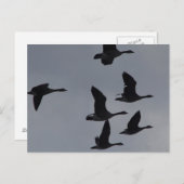 B46 Canadese ganzen in de vlucht Briefkaart (Voorkant / Achterkant)