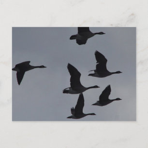 B46 Canadese ganzen in de vlucht Briefkaart