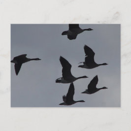 B46 Canadese ganzen in de vlucht Briefkaart