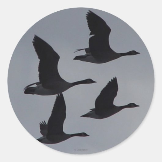 B46 Canadese ganzen in Flight Silhouette Ronde Sticker (Voorkant)