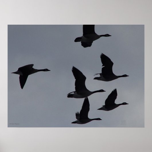 B46 Canadese Ganzen in Vlucht Poster (Voorkant)