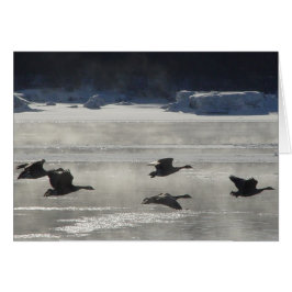 B47 Canadese ganzen over de bevroren rivier