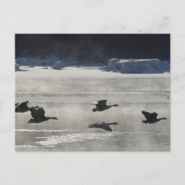 B47 Canadese ganzen over de bevroren rivier Briefkaart