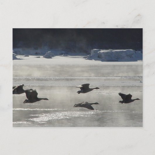 B47 Canadese ganzen over de bevroren rivier Briefkaart (Voorkant)