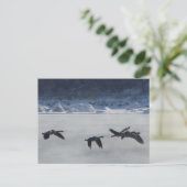 B48 Canadese ganzen over de bevroren rivier Briefkaart (Staand voorkant)