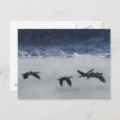 B48 Canadese ganzen over de bevroren rivier Briefkaart (Voorkant / Achterkant)