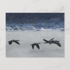 B48 Canadese ganzen over de bevroren rivier Briefkaart