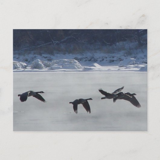 B48 Canadese ganzen over de bevroren rivier Briefkaart (Voorkant)
