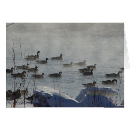 B49 Canadese ganzen op bevroren rivier