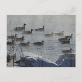 B49 Canadese ganzen op bevroren rivier Briefkaart