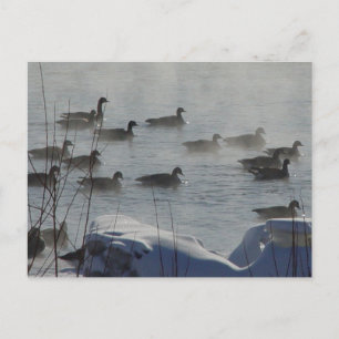 B49 Canadese ganzen op de bevroren rivier Briefkaart