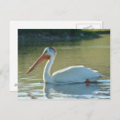 B4 Witte Pelican Briefkaart (Voorkant / Achterkant)