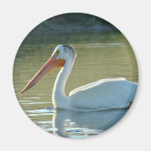 B4 Witte Pelican