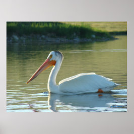 B4 Witte Pelican Poster