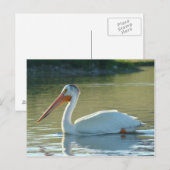 B4 Witte Pelikaan Briefkaart (Voorkant / Achterkant)