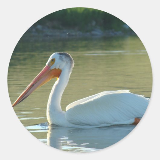 B4 Witte Pelikaan Ronde Sticker (Voorkant)