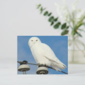 B50 Sneeuwuil Briefkaart (Staand voorkant)