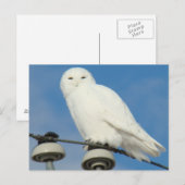 B50 Sneeuwuil Briefkaart (Voorkant / Achterkant)