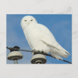 B50 Sneeuwuil Briefkaart