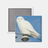 B50 Sneeuwuil Magneet (Voorkant / Achterkant)