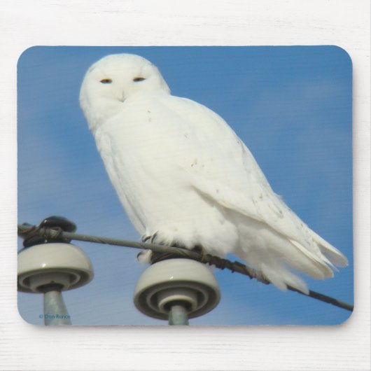 B50 Sneeuwuil Muismat (Voorkant)