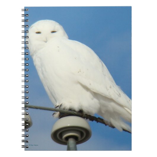 B50 Sneeuwuil Notitieboek (Voorkant)