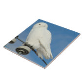 B50 Sneeuwuil Tegeltje (Zijkant)