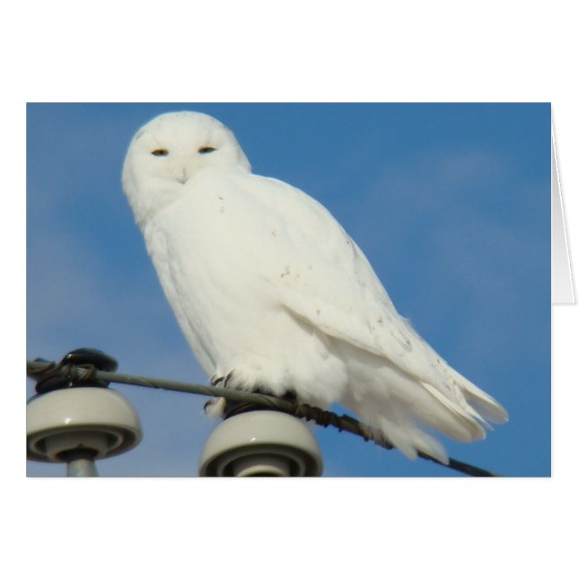 B50 Snowy Owl (Voorkant Horizontaal)