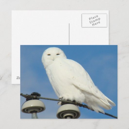 B50 Snowy Owl Briefkaart (Voorkant / Achterkant)