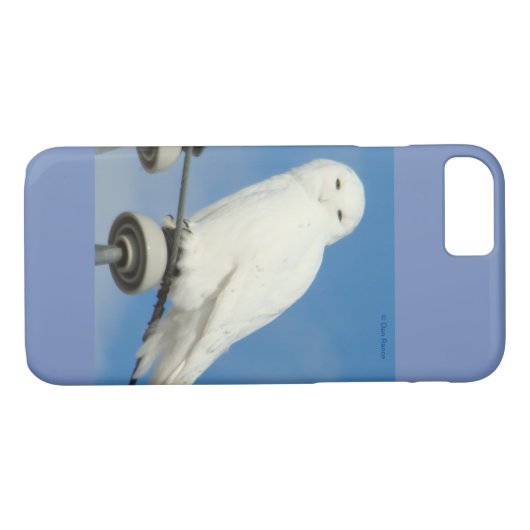 B50 Snowy Owl Case-Mate iPhone Case (Achterkant (Horizontaal))