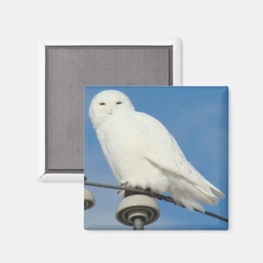 B50 Snowy Owl Magneet (Voorkant / Achterkant)