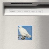 B50 Snowy Owl Magneet (Insitu (Vaatwasser))