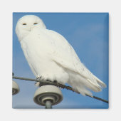 B50 Snowy Owl Magneet (Voorkant)
