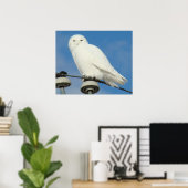B50 Snowy Owl Poster (Thuiskantoor)