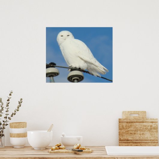 B50 Snowy Owl Poster (Keuken)