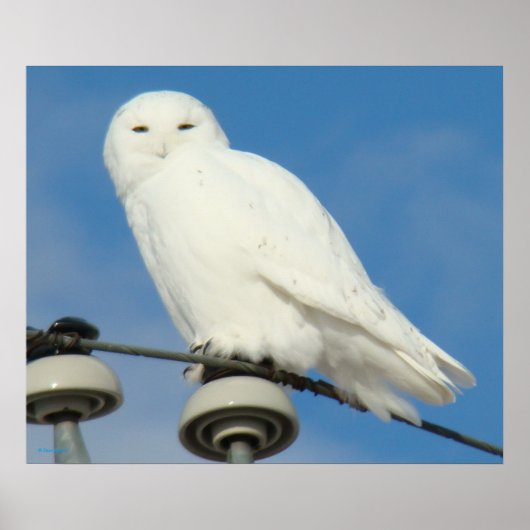 B50 Snowy Owl Poster (Voorkant)