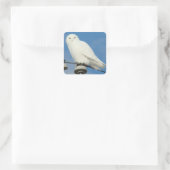 B50 Snowy Owl Vierkante Sticker (Tas)