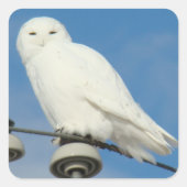 B50 Snowy Owl Vierkante Sticker (Voorkant)
