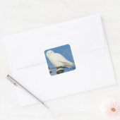 B50 Snowy Owl Vierkante Sticker (Envelop)