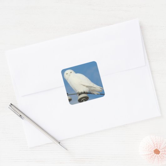 B50 Snowy Owl Vierkante Sticker (Envelop)
