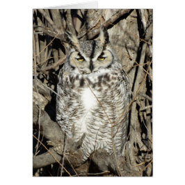 B51 Great Horned Owl