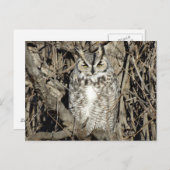 B51 Great Horned Owl Briefkaart (Voorkant / Achterkant)
