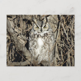 B51 Great Horned Owl Briefkaart