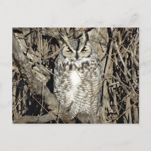 B51 Great Horned Owl Briefkaart (Voorkant)
