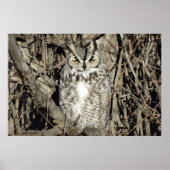 B51 Great Horned Owl Poster (Voorkant)