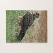 B52 Swainson's Buizerd Legpuzzel (Horizontaal)