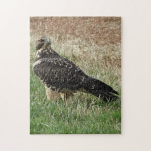 B52 Swainson's Buizerd Legpuzzel